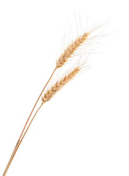 白色背景的麦穗 — 图库照片