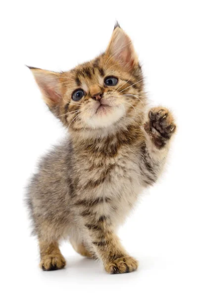 Pequeno Gatinho Marrom Isolado Fundo Branco — Fotografia de Stock