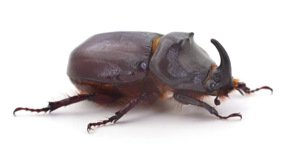 Mannetje Van Neushoorn Kever Oryctes Nasicornis Geïsoleerd Wit — Stockfoto