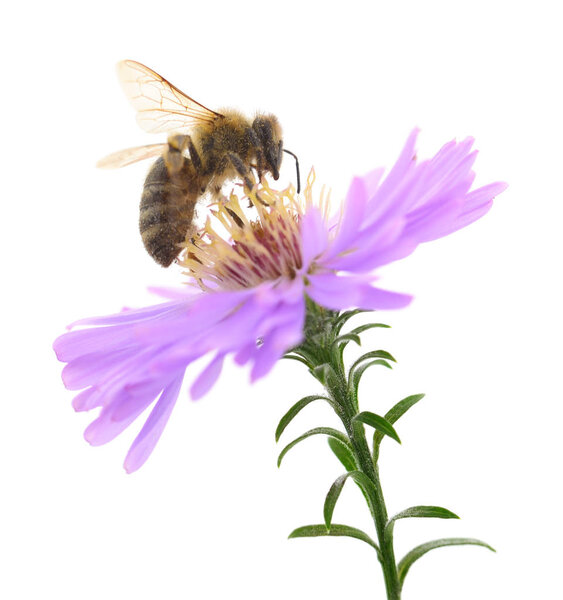 Honeybee and blue flower head isolated on a white background 
