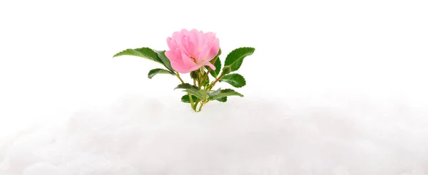 Pink Rose Snow Isolated White Background — Stock Photo, Image