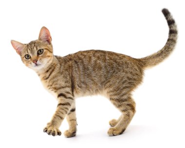 Beyaz arka planda izole edilmiş küçük kahverengi kedi yavrusu.