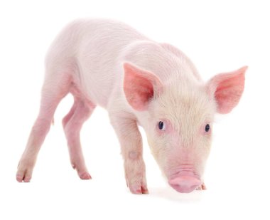 Beyaz arka planda temsil edilen domuz.