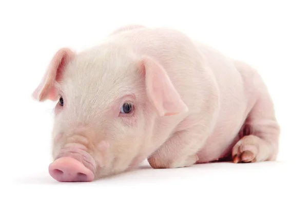 Pequeño Cerdo Rosa Aislado Sobre Fondo Blanco —  Fotos de Stock