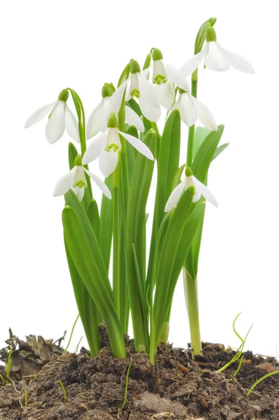 Ramo Flores Primavera Nevada Aislado Blanco —  Fotos de Stock