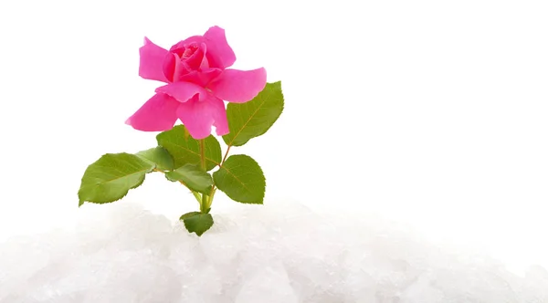 Pink Rose Snow Isolated White Background — Stock Photo, Image