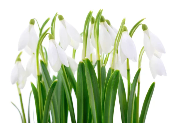 Buquê Flores Primavera Gota Neve Isolado Branco — Fotografia de Stock