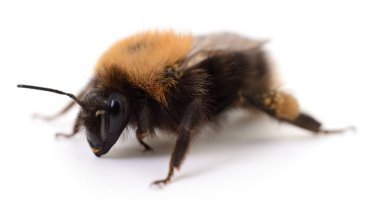 Bumblebee makro bakış beyaz arka plan üzerinde.