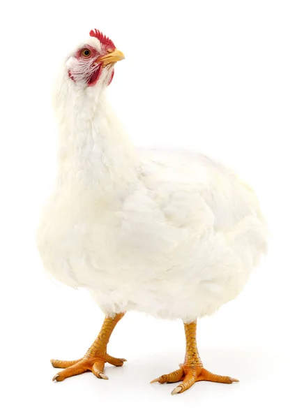 Gallina Bianca Isolata Bianco Ripresa Studio — Foto Stock