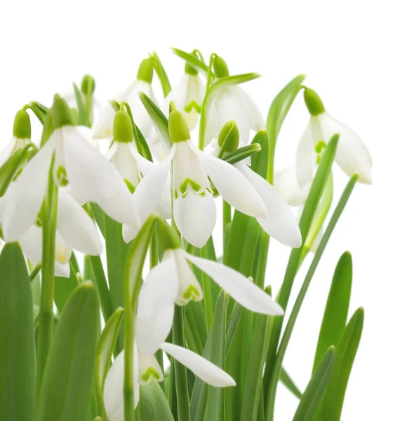 Våren Snowdrop Blommor Bukett Isolerad Vit — Stockfoto