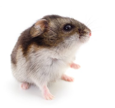 Beyaz arka planda küçük yerli hamster..