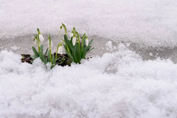 Snowdrop Flowers Coming Out Real Snow — Stock Photo, Image