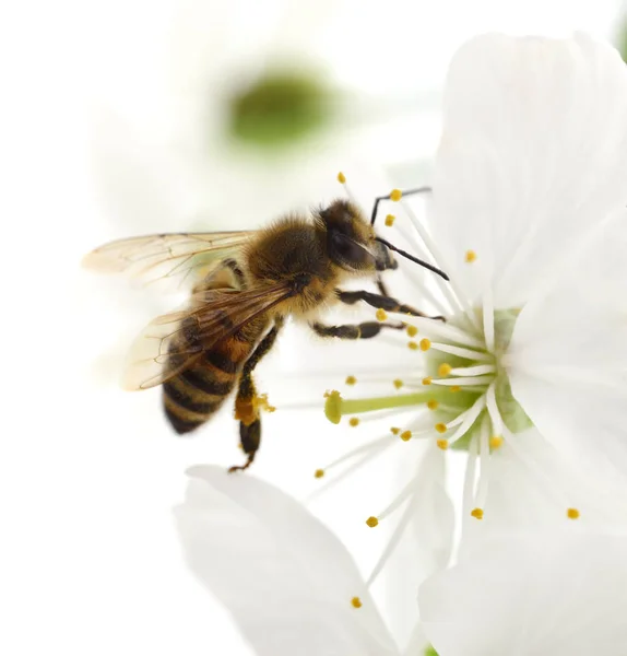 Bal arısı ve beyaz çiçekler — Stok fotoğraf