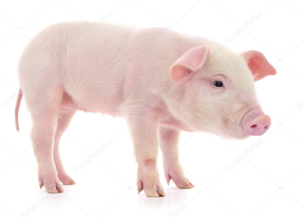 Pig on white