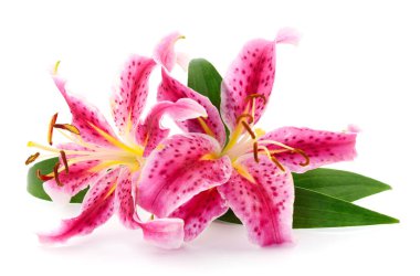 iki kırmızı lilyum.