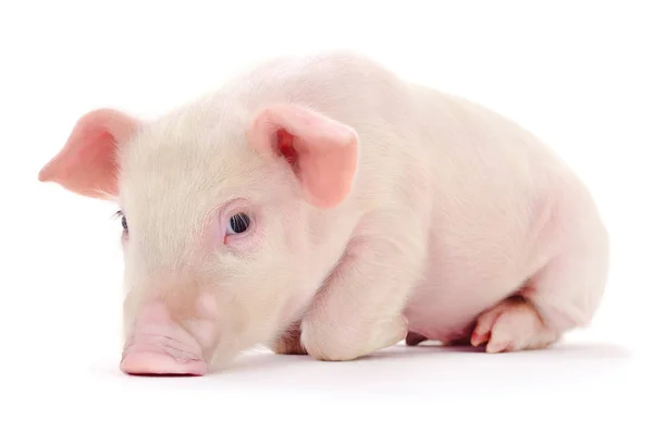 Schwein auf weiß — Stockfoto