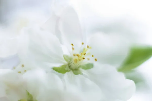 Vita blommor bakgrund — Stockfoto