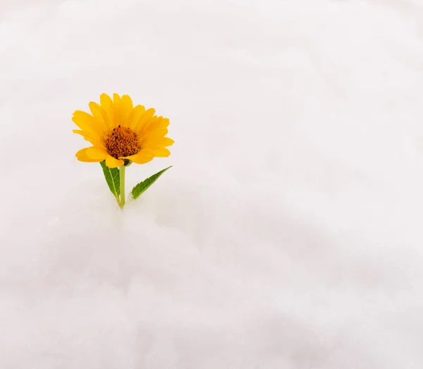 Flor amarela na neve . — Fotografia de Stock