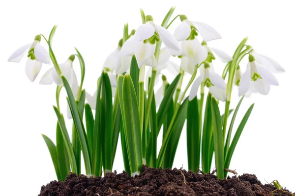 Gotas de nieve (Galanthus nivalis) sobre fondo blanco —  Fotos de Stock