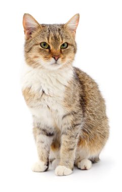 Beyaz zemin üzerinde kedi yavrusu.