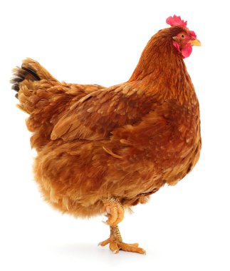 izole kahverengi tavuk.