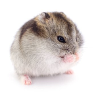 Küçük yerli hamster.