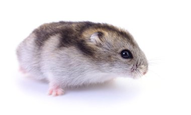 Küçük yerli hamster.