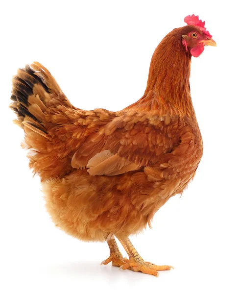 Gallina marrón aislada . — Foto de Stock