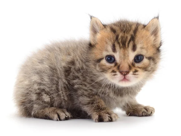 Gatinho no fundo branco. — Fotografia de Stock