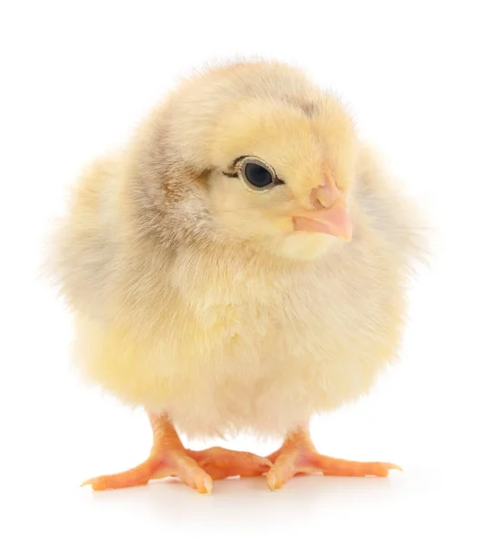 Small yellow chicken — Stock Photo, Image