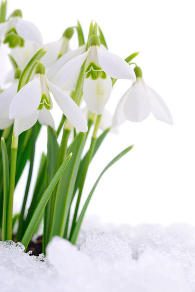 Подснежник и снег
.