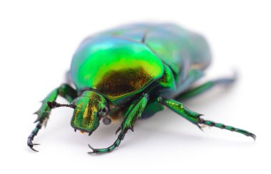 Yeşil beyaz üzerine böceği.