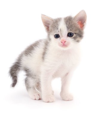 Beyaz zemin üzerinde kedi yavrusu.