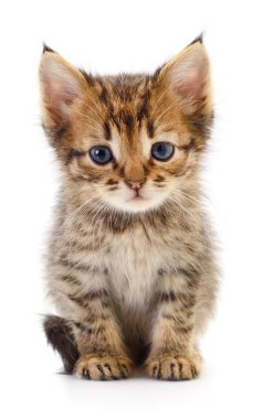 Beyaz zemin üzerinde kedi yavrusu.