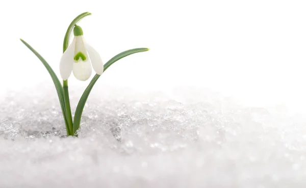 Snowdrop and Snow. — Stock Photo, Image