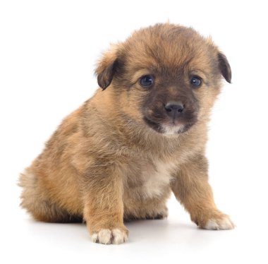Bebek köpek yavrusu izole