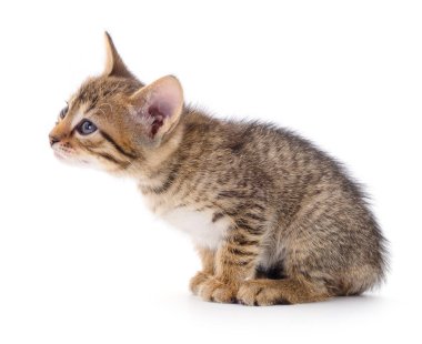 Beyaz zemin üzerinde kedi yavrusu.