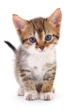 Beyaz zemin üzerinde kedi yavrusu.