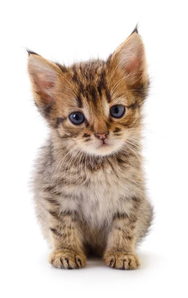 Gatinho no fundo branco. — Fotografia de Stock