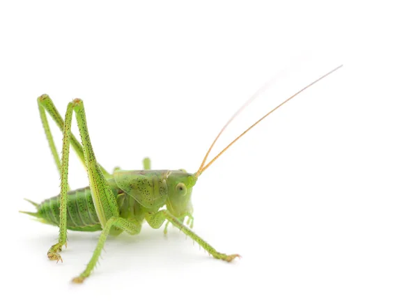 고립 된 녹색 메뚜기 — 스톡 사진