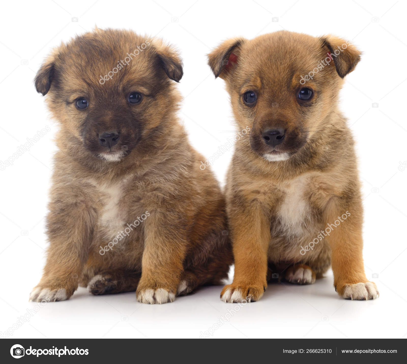 Two Baby Puppies Stock Photo Image By C Tsekhmister