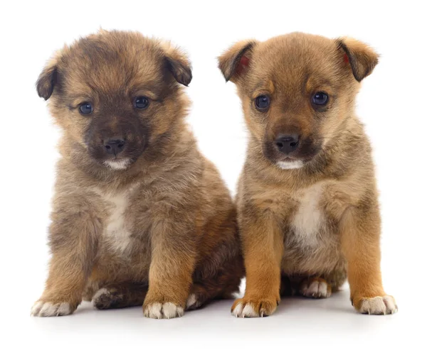 Deux bébés chiots . — Photo