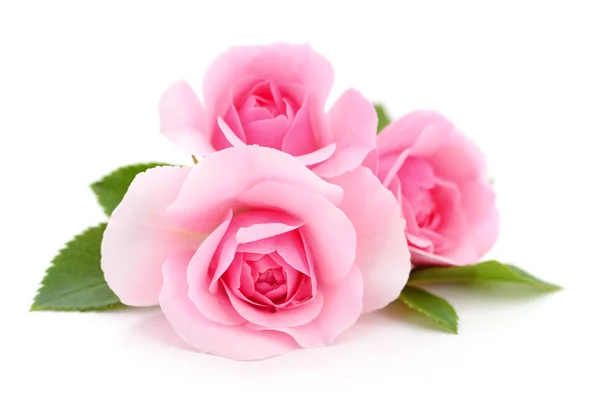 Hermosas rosas rosadas . — Foto de Stock