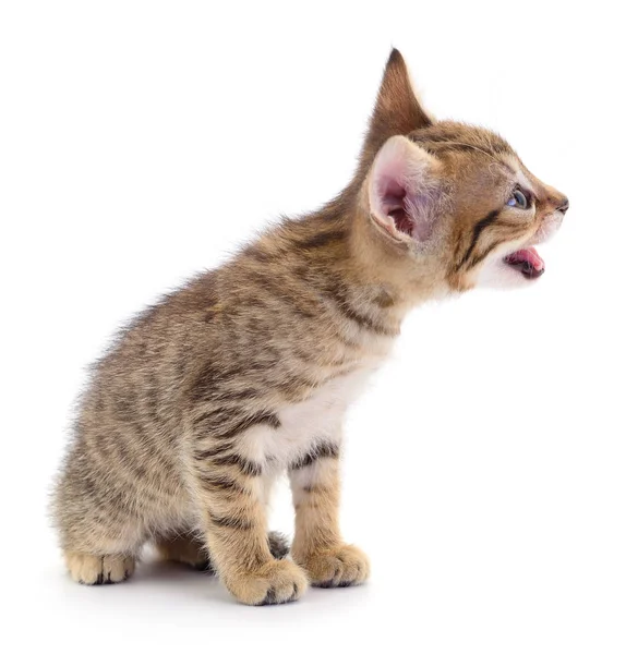 Gatito sobre fondo blanco. — Foto de Stock