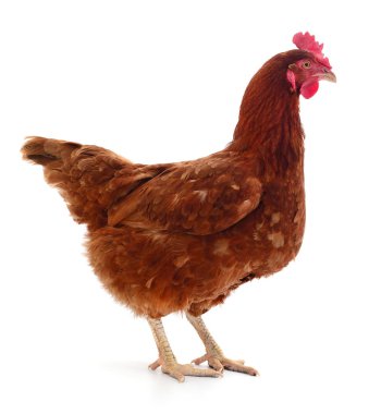 izole kahverengi tavuk.