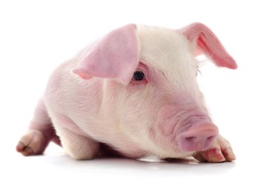 Beyaz üzerinde domuz