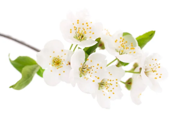 Třešňové květy, samostatný. — Stock fotografie