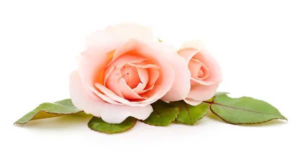 Schöne rosa Rosen. — Stockfoto