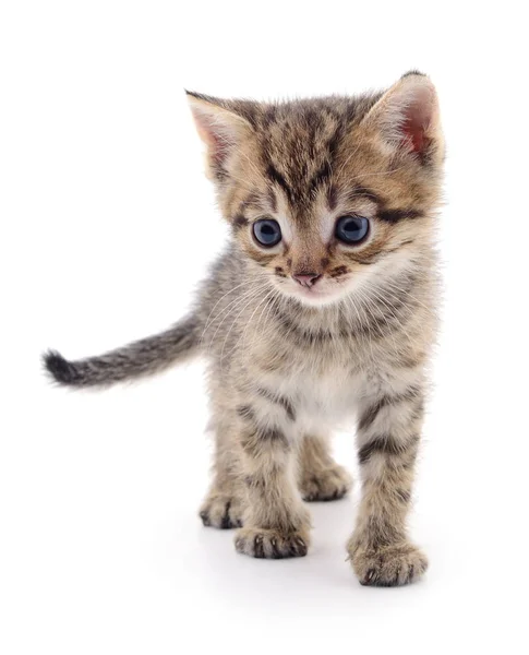 Kitten on white background. — Stock Photo, Image