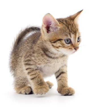Beyaz zemin üzerinde kedi yavrusu.